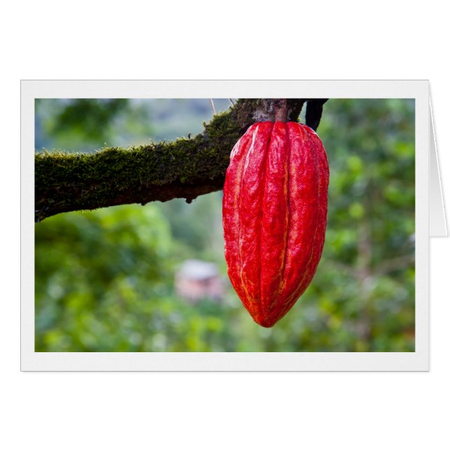 cacaodraden rood (Voorkant Horizontaal)