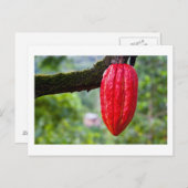 cacaodraden rood briefkaart (Voorkant / Achterkant)