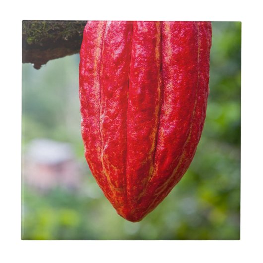 cacaodraden rood tegeltje (Voorkant)