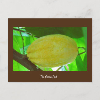 Cacaopod Briefkaart