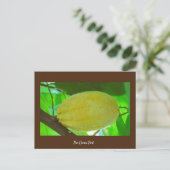 Cacaopod Briefkaart (Staand voorkant)