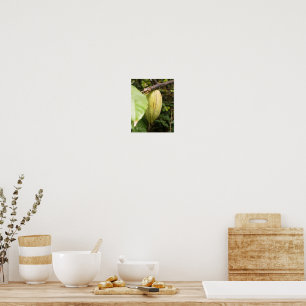 cacaovrucht poster