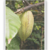 cacaovrucht sticker (Voorkant)
