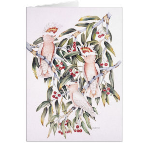 Cacatoès importants de Mitchell