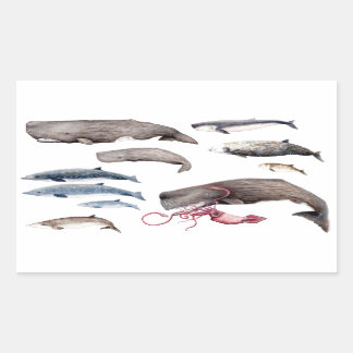 Cachalote y zifios: Ballenas de las profundidades Rechthoekige Sticker
