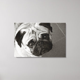 Cachorro de Pug sobre lienzo Canvas Afdruk
