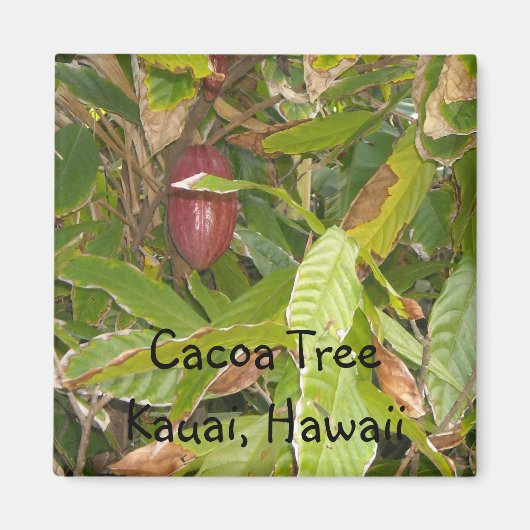 Cacoaboom in Hawaii Magneet (Voorkant)