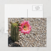 Cacti Bloom Briefkaart (Voorkant / Achterkant)