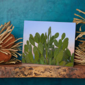 Cacti en sisal in het droge bos fotoplaat (Zijkant)