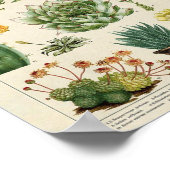 Cacti en Succulenten Poster (Hoek)