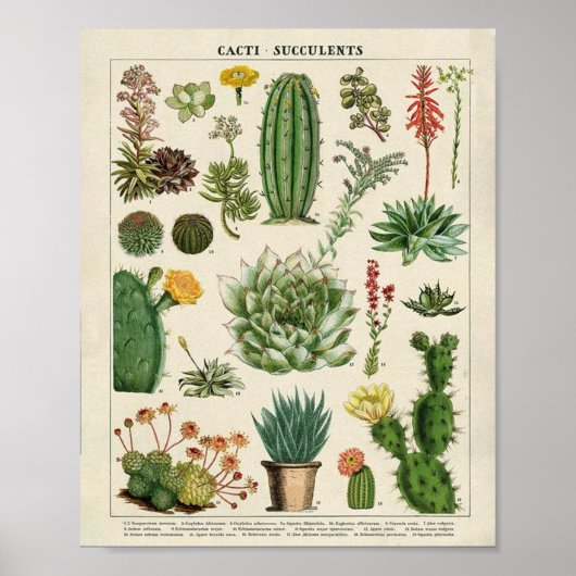 Cacti en Succulenten Poster (Voorkant)