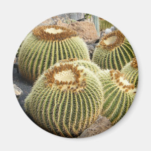 Cacti magnet magneet