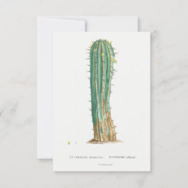 Cacti plant  illustratie