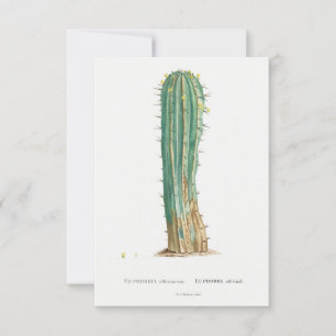 Cacti plant  illustratie