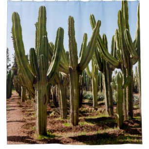 Cacti tuin. Groene hoge cactussen en succulturen g Douchegordijn