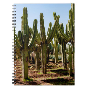 Cacti tuin. Groene hoge cactussen en succulturen g Notitieboek