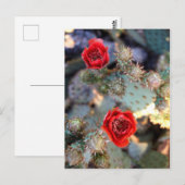 Cactuons Flowers Red Blooms Briefkaart (Voorkant / Achterkant)