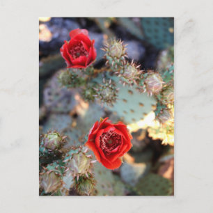 Cactuons Flowers Red Blooms Briefkaart