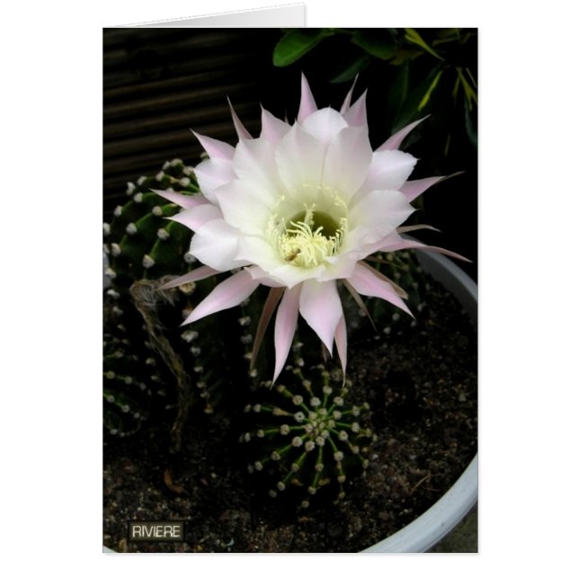 Cactus (Devant)