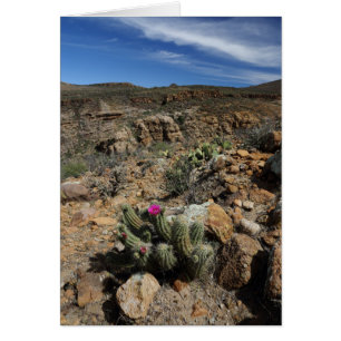Cactus