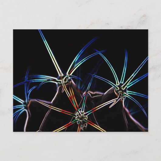 Cactus 1 pccna briefkaart (Voorkant)