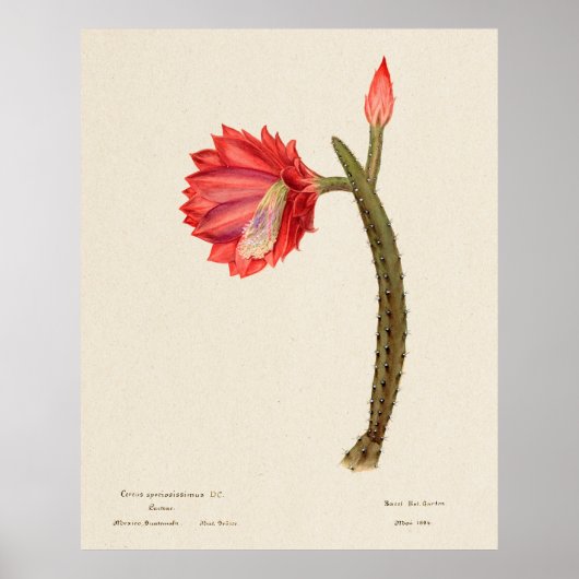 Cactus 4 poster (Voorkant)