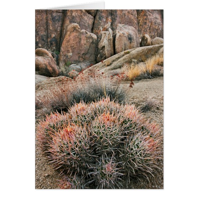 Cactus Barrel en Californie (Devant)