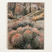 Cactus Barrel en Californie (Devant)