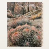 Cactus Barrel en Californie (Dos)
