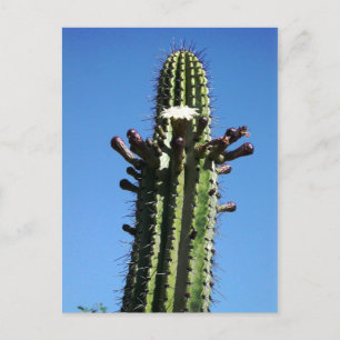 Cactus, Batopilas, Copper Canyon, Mexico Briefkaart