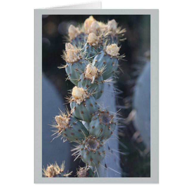 cactus bloom (Voorkant)
