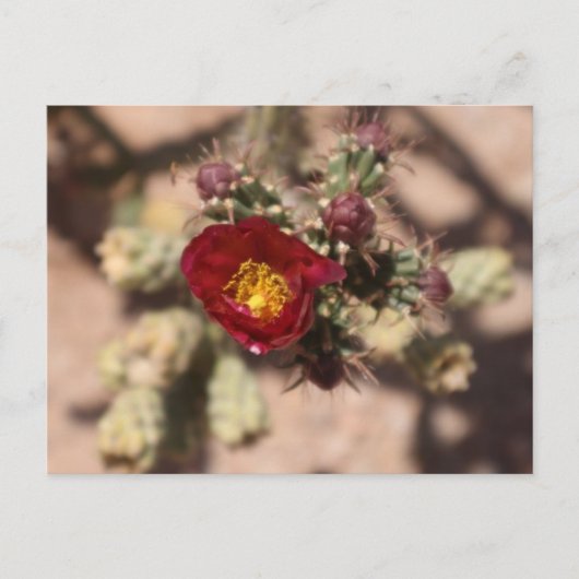 Cactus Bloom Briefkaart (Voorkant)