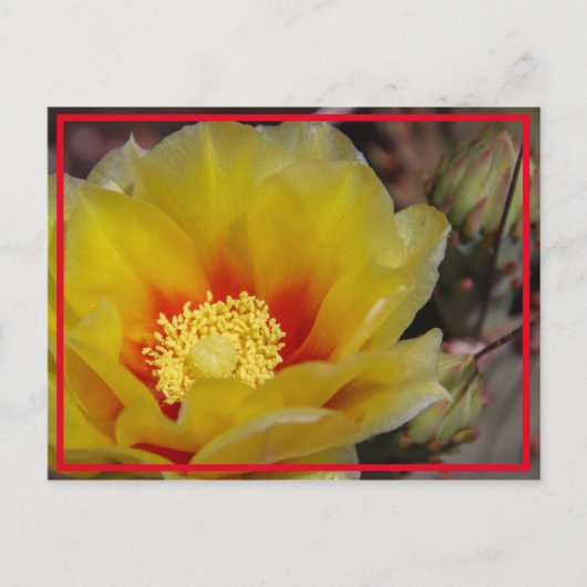 Cactus Bloom Briefkaart (Voorkant)