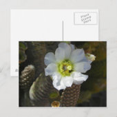 Cactus Bloom Briefkaart (Voorkant / Achterkant)