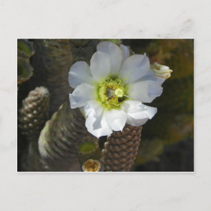 Cactus Bloom Briefkaart