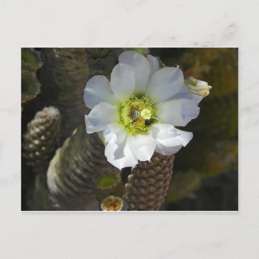 Cactus Bloom Briefkaart (Voorkant)