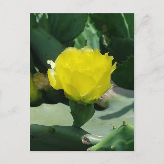 Cactus Bloom Briefkaart (Voorkant)