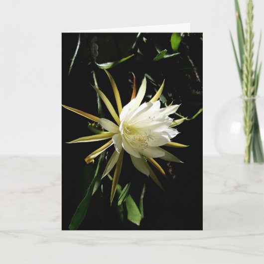 Cactus Bloom Kaart (Voorkant)