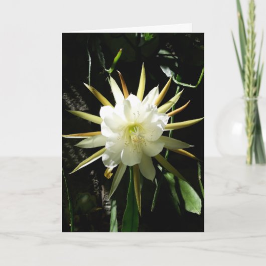 Cactus Bloom Kaart (Voorkant)