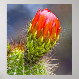 Cactus Bloom Poster