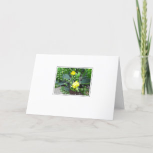 Cactus Blooms op wit blanco Wenskaart Kaart