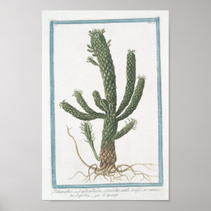  Cactus Botanisch Poster Art (8 x 12 inch)
