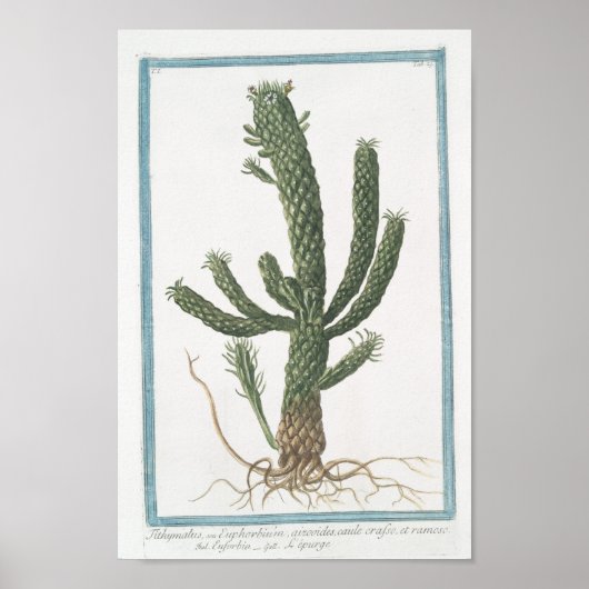 Cactus Botanisch Poster Art (8 x 12 inch) (Voorkant)