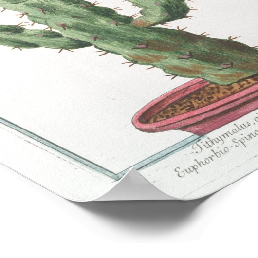 Cactus Botanisch Poster Art (8 x 12 inch) (Hoek)