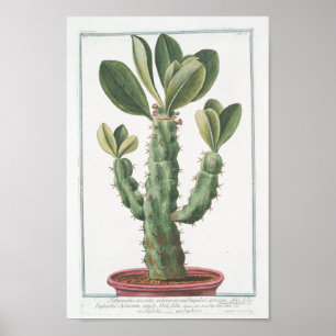  Cactus Botanisch Poster Art (8 x 12 inch)