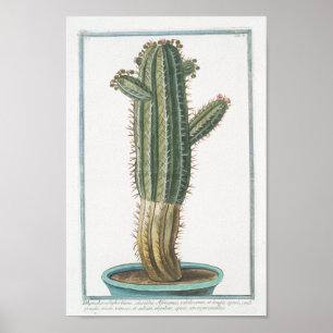 Cactus Botanisch Poster Art (8 x 12 inch)