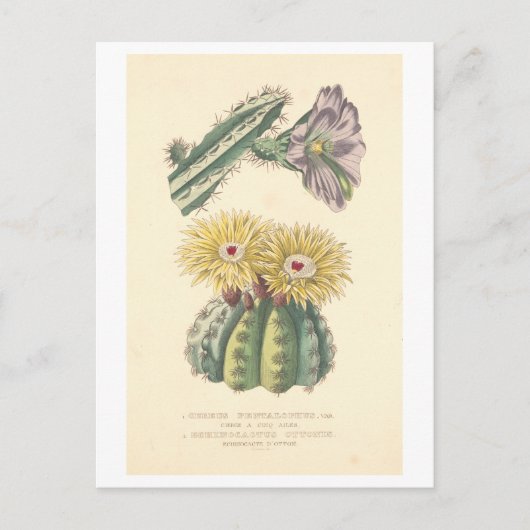  Cactus Botanische Illustratie Briefkaart (Voorkant)