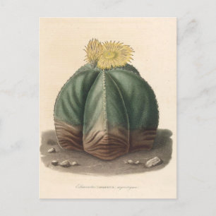 Cactus botanische illustratie uit 1841 briefkaart