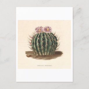 Cactus botanische illustratie uit 1841 briefkaart