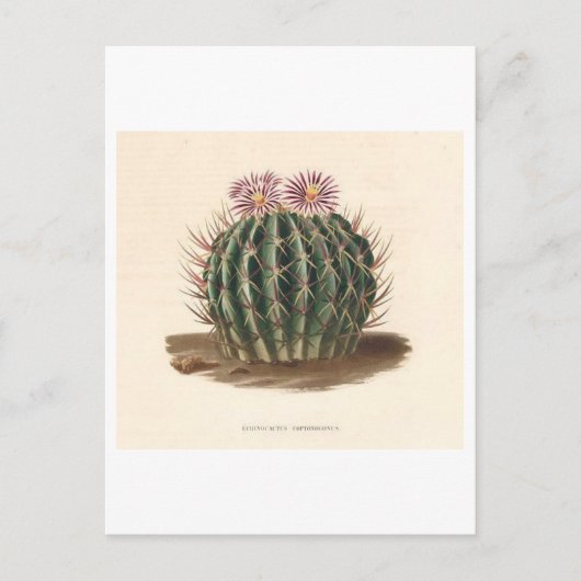 Cactus botanische illustratie uit 1841 briefkaart (Voorkant)